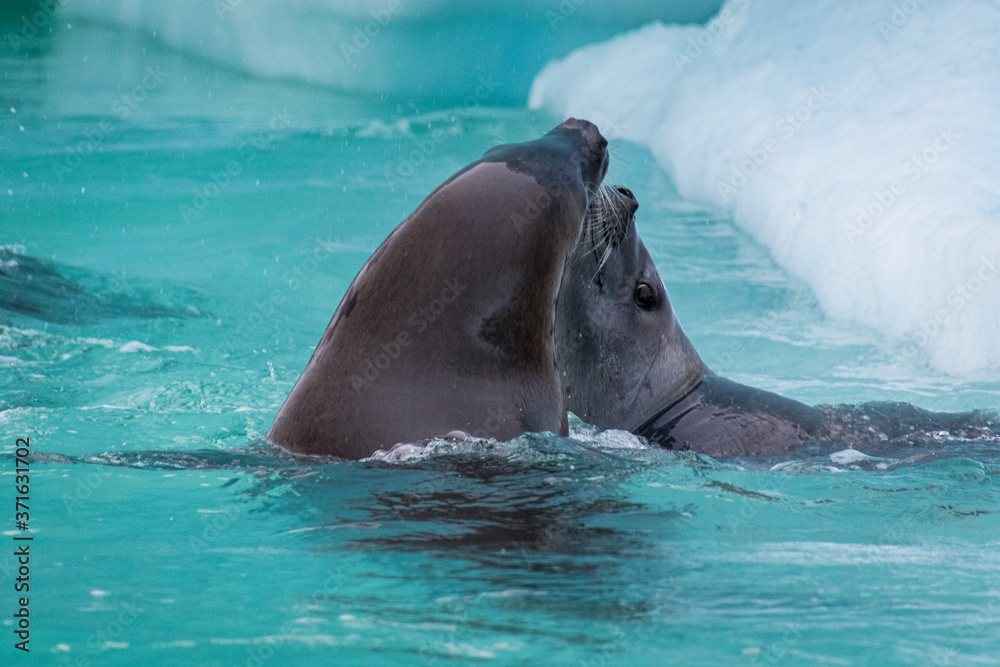 Fototapeta premium Crabeater Seals (Lobodon carcinophagus)