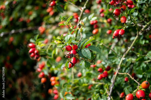 Rose hip bush with lovely red fruit.