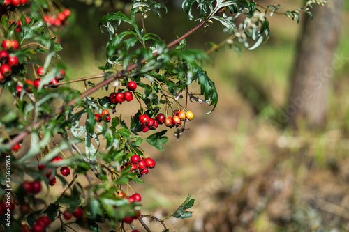 Rose hip bush with lovely red fruit.
