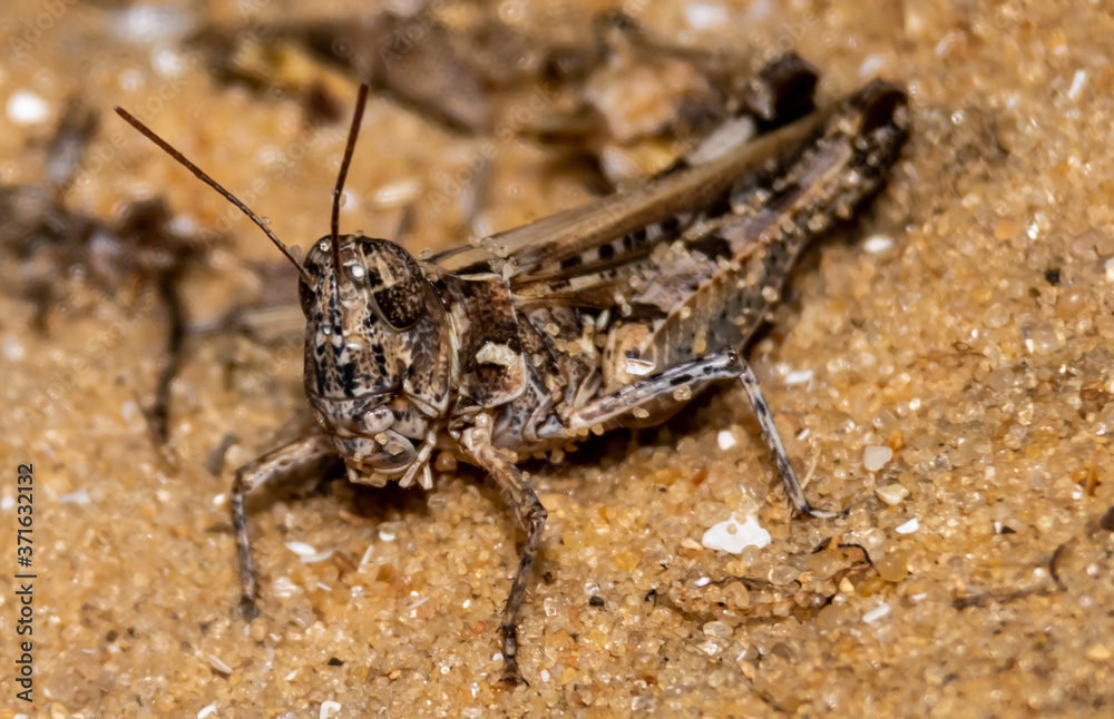 grasshopper on the ground grasshopper on the ground