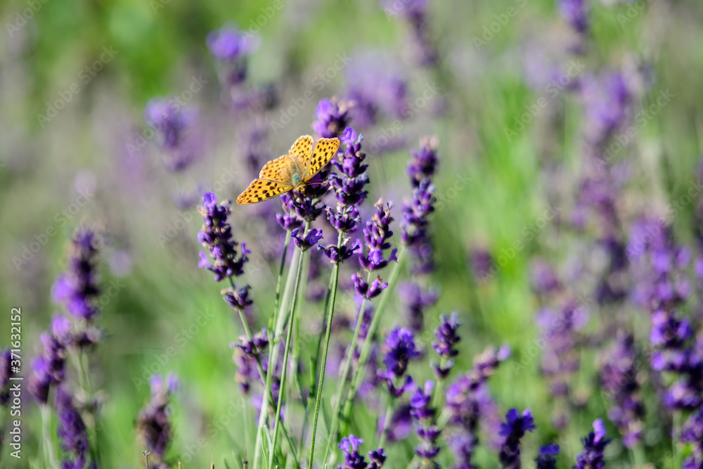 Many small blue lavender flowers in a sunny summer day in Scotland, United Kingdom, with selective focus, beautiful outdoor floral background. Many small blue lavender flowers in a sunny summer day in Scotland, United Kingdom, with selective focus, beautiful outdoor floral background.