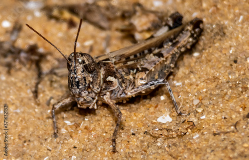 grasshopper on the ground © Konstantin