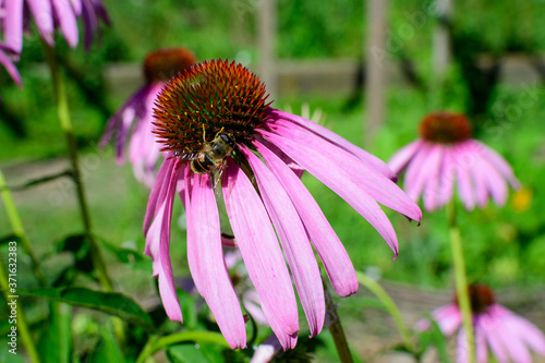 Delicate pink echinacea flowers in soft focus in a garden in a sunny summer day.