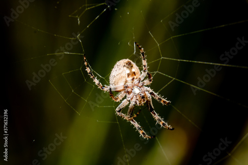 spider on the web © Konstantin