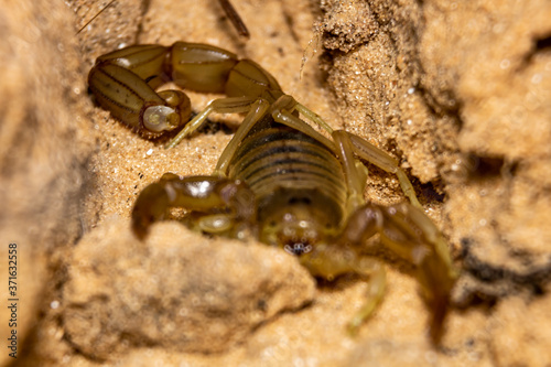 macro of a yellow scorpion