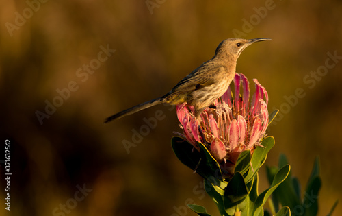 Pink protea with sunbird sugareater photo