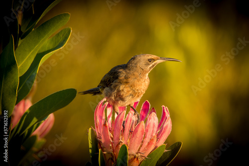 Giant pink protea with Cape sugarbird photo