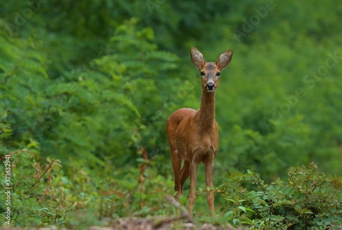 deer in the woods © Monika