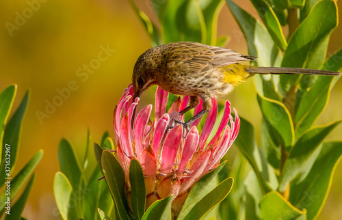 Sugarbird on fynbos pink protea photo