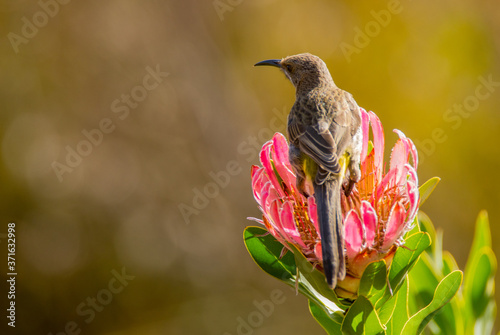Cape sugarbird on pink protea flower
