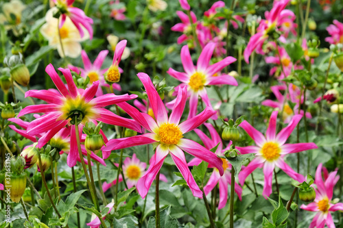  Honka Rose  orchid dahlia flower on a green background