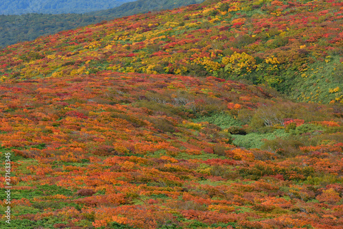 絶景紅葉　栗駒山の神の絨毯・素晴らしき錦秋の山 © papanosuke