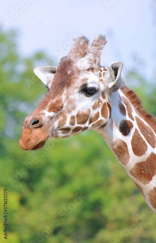 Photography portrait of a giraffe