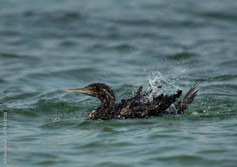 Fototapeta premium Socotra cormorant bathing at Busaiteen coast, Bahrain