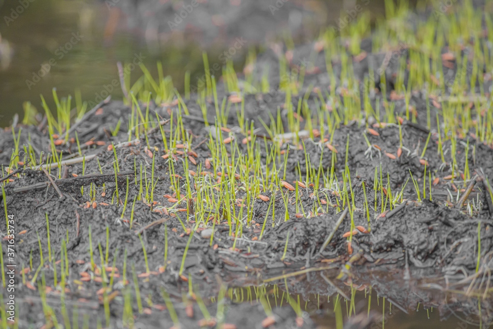 grass on the ground, close up of grass, rice crop short of the field, beginning of growing crop, work place of farmer, cultivation of growing crop, monsoon short of a crop grass on the ground, close up of grass, rice crop short of the field, beginning of growing crop, work place of farmer, cultivation of growing crop, monsoon short of a crop