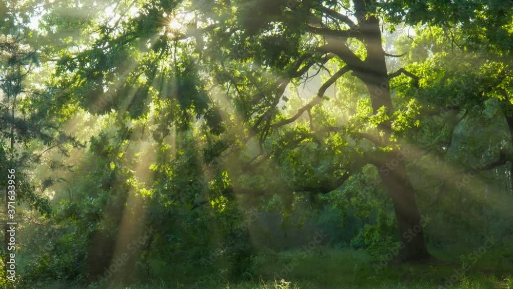 Sun rays emerging though the green tree branches. Magical forest with warm sunbeams illuminating green oak tree. Gimbal high quality shot Sun rays emerging though the green tree branches. Magical forest with warm sunbeams illuminating green oak tree. Gimbal high quality shot