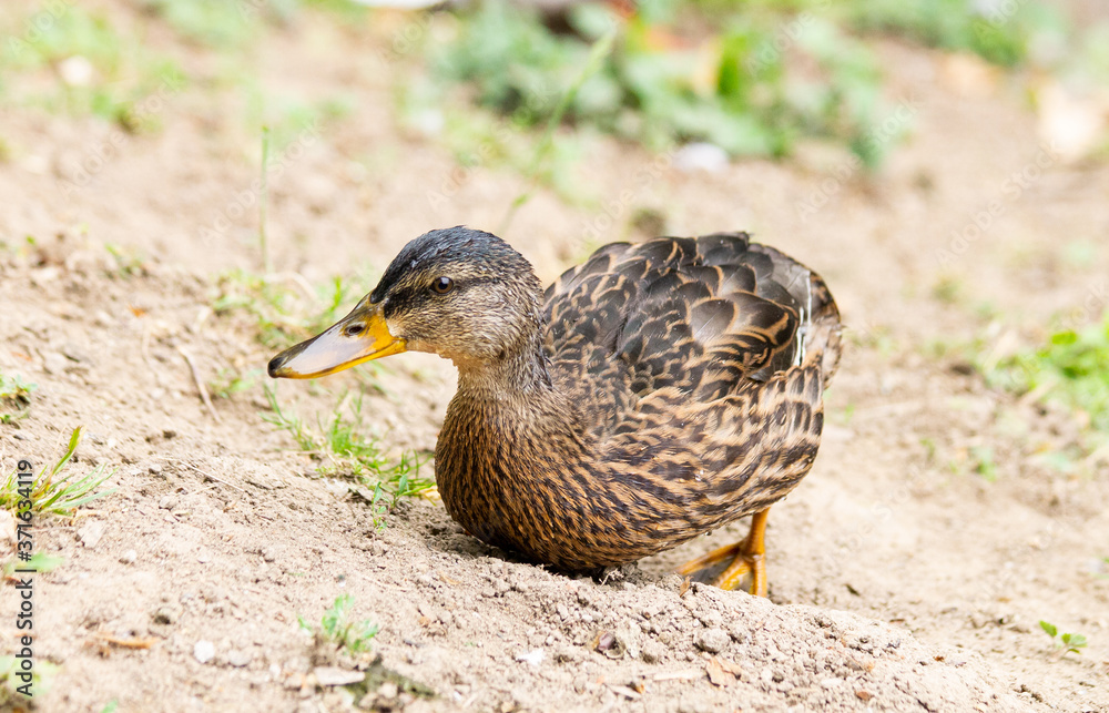 Young mallard duck Young mallard duck