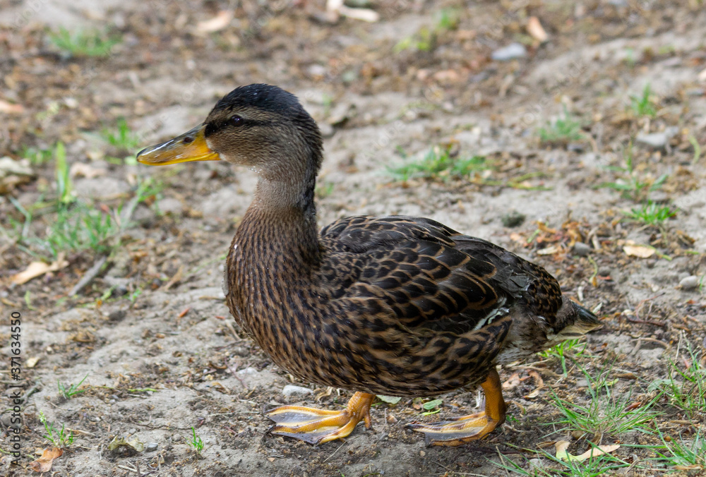Young dabbling duck Young dabbling duck