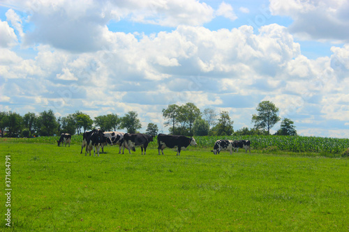 Beautiful view of the Dutch landscape with meadows and grazing Frisian cows. Photo was taken on a sunny day in July.