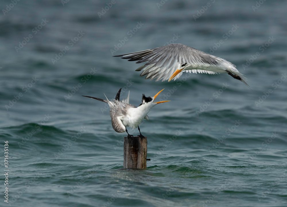 Greater Crested Tern fight to perch at Busaiteen coast, Bahrain Greater Crested Tern fight to perch at Busaiteen coast, Bahrain
