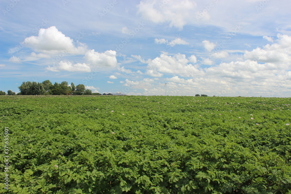 Beautiful wide view over a Dutch green potato field in the summer on a beautiful day with a beautiful blue sky.