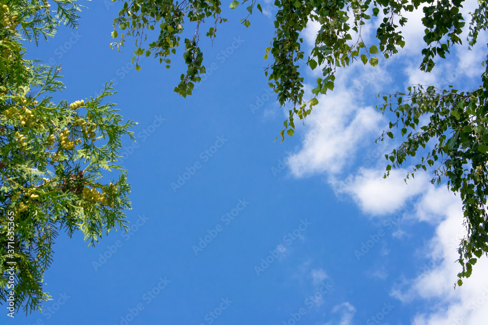 Obraz premium green leaves, Full frame blue frame blue sky
