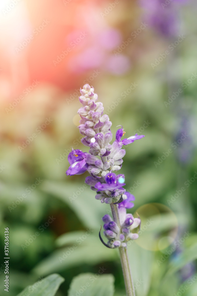 Obraz premium Blue flowers blue sage blooming outdoors.Salvia farinacea Benth