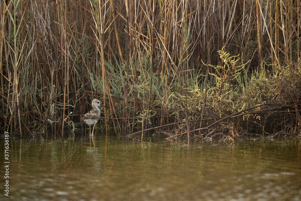 Black-winged Stilt chick in its habitat at Asker Marsh , Bahrain Black-winged Stilt chick in its habitat at Asker Marsh , Bahrain