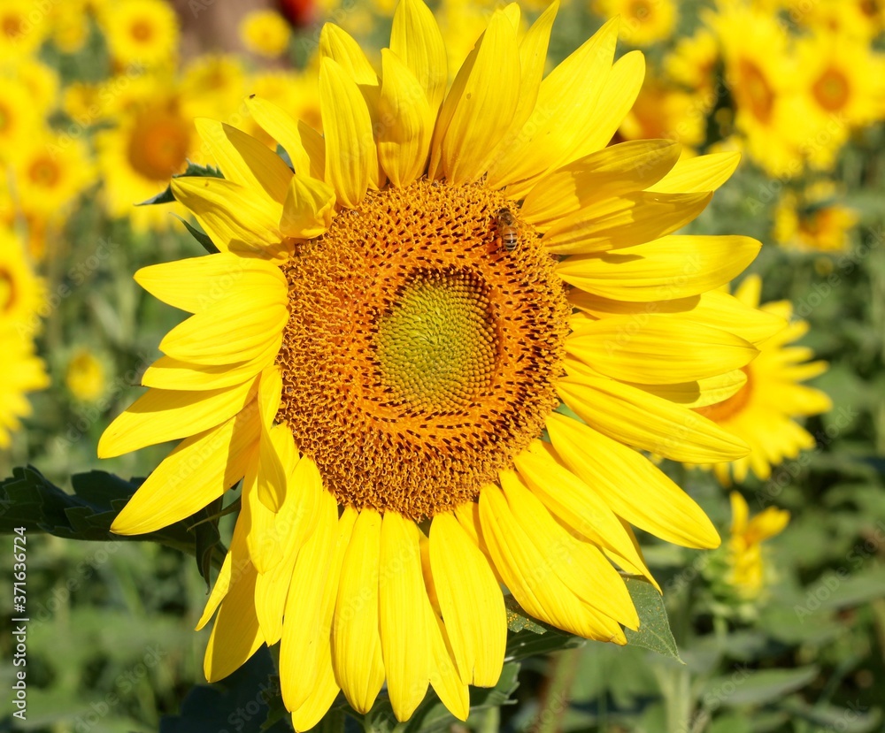 A close view of the bright yellow sunflower in the field. A close view of the bright yellow sunflower in the field.