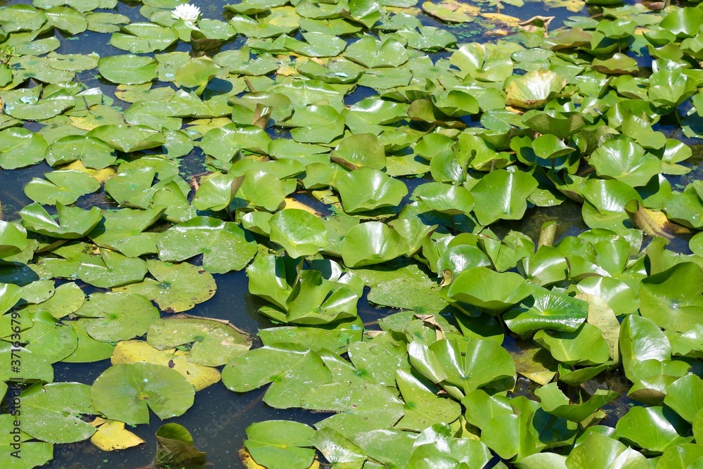 A close view of the green lily pads floating in the water. A close view of the green lily pads floating in the water.
