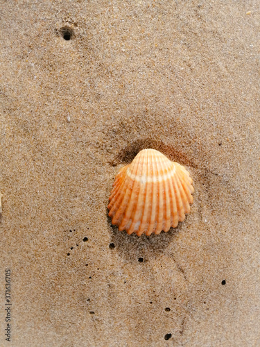 shell on the sand