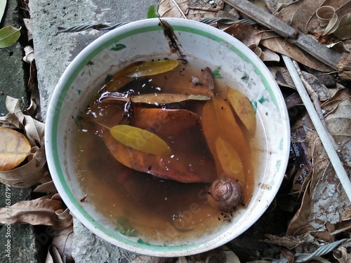 Waterlogging In The Nonused Bowl, The Source Of Mosquitoes Lay Eggs In. photo