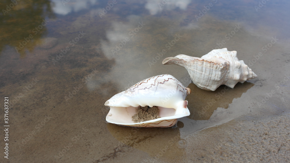 Beautiful sea shells Beautiful sea shells