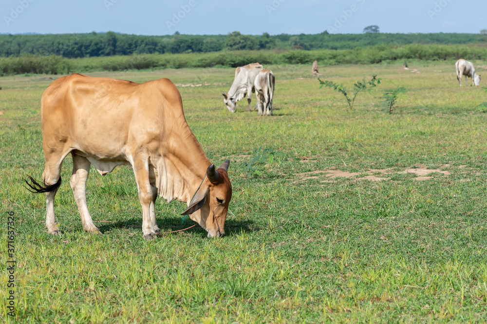 cows grazing in a field