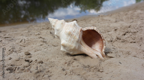 Beautiful sea shells