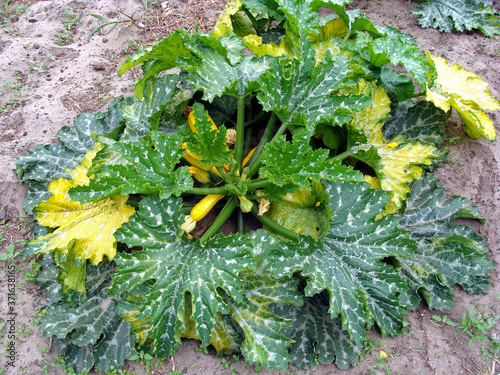Bild auf Leinwand Zucchini mildew 2