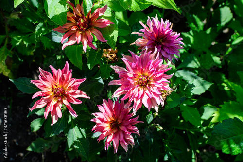 Close up of many beautiful small vivid pink and red dahlia flowers in full bloom on blurred green background, photographed with soft focus in a garden in a sunny summer day.