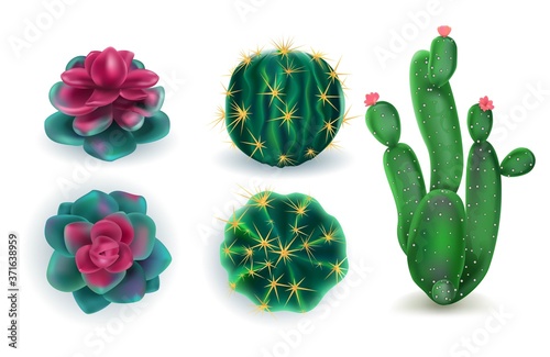 cactuses set of indoor plants art color