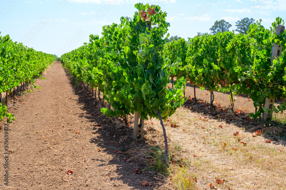 Rows with grape plants on vineyards in Castelli Romani, Lazio, Italy