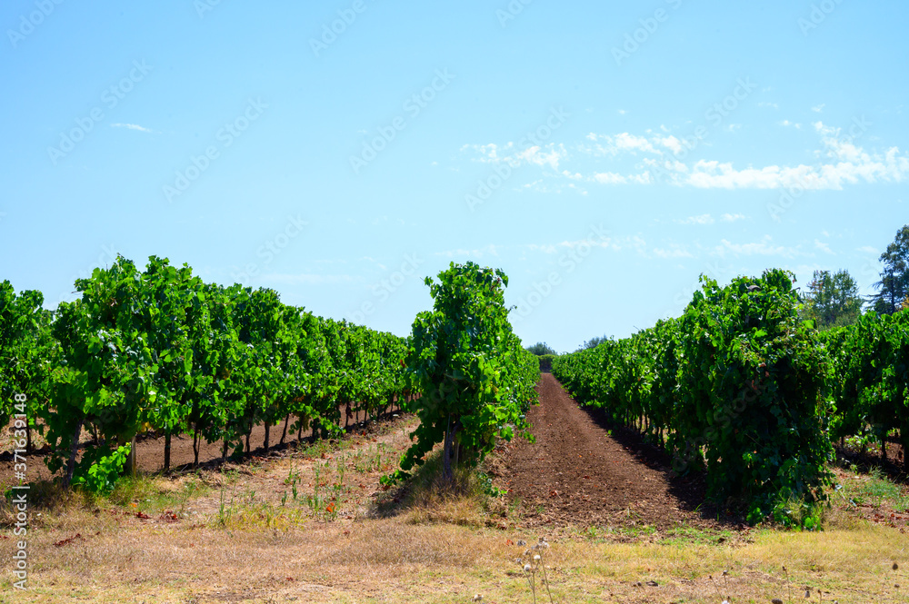 Naklejka premium Rows with grape plants on vineyards in Castelli Romani, Lazio, Italy