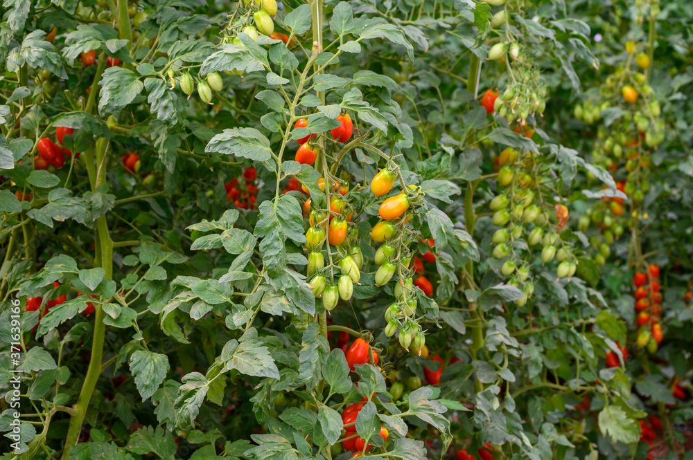 Cultivation of organic cherry tomatoes in plastic greenhouses in Lazio, Italy