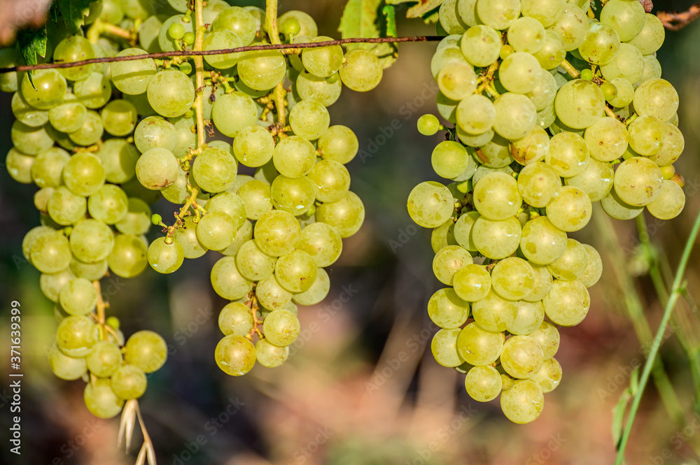 Ripe white grapes growing on vineyards in Campania, South of Italy used for making white wine Ripe white grapes growing on vineyards in Campania, South of Italy used for making white wine