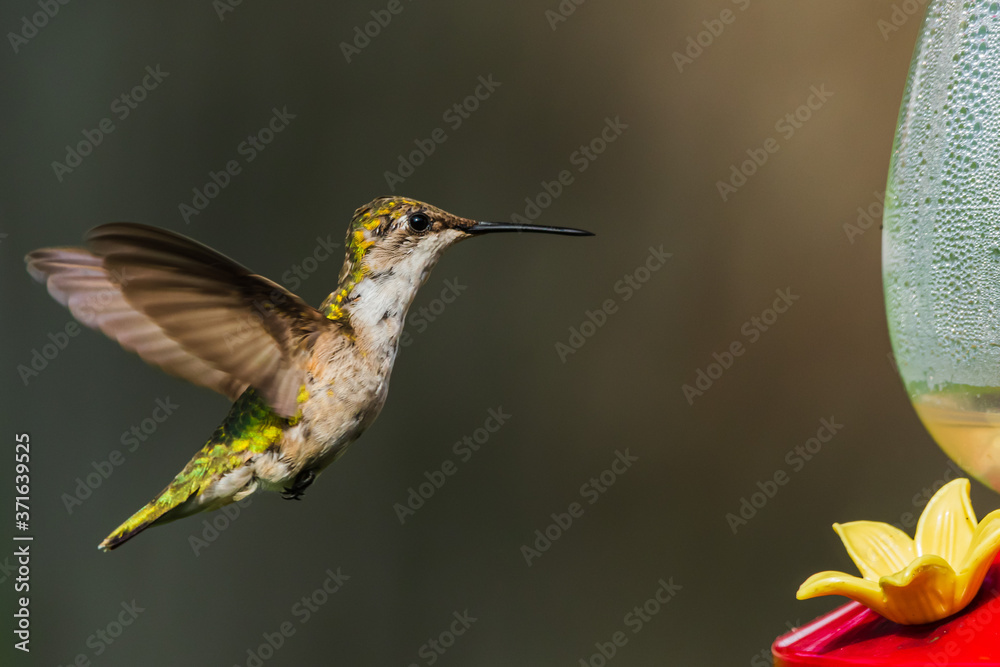 Fototapeta premium hummingbird in flight