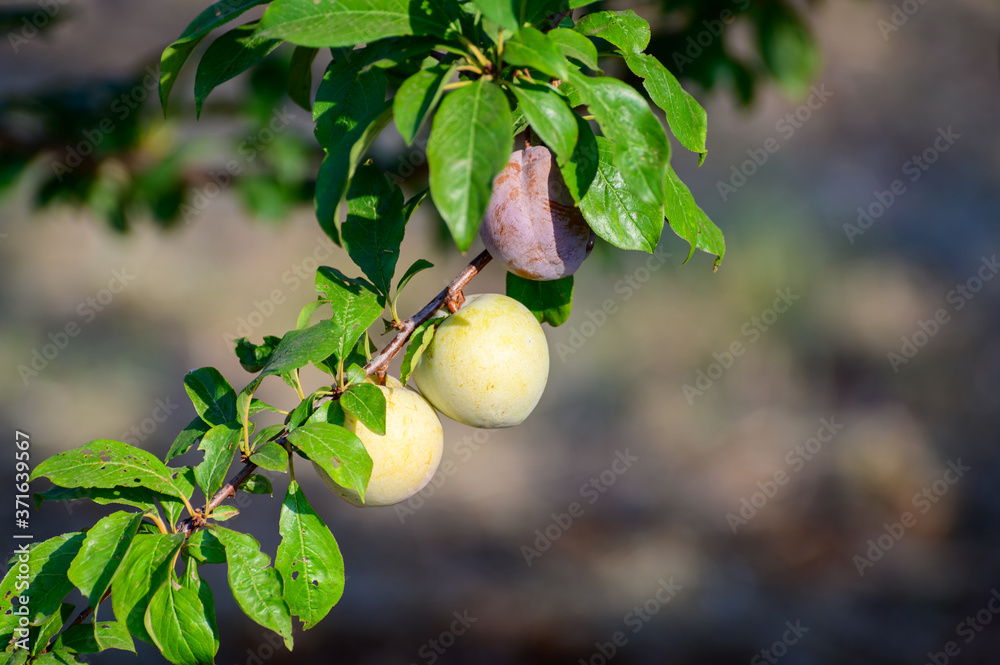 Plum fruits ripening on tree in orchard