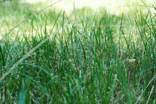 green grass close by on a summer day