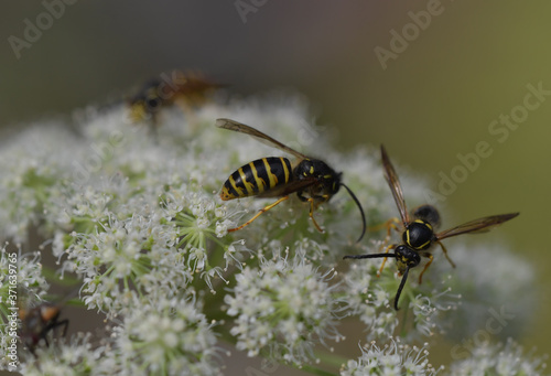 Wespen auf Pflanze © MEISTERFOTO