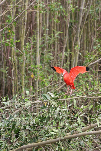 Ibis rouge dans la mangrove de Guyane française