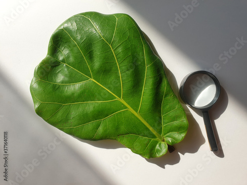 Photo Top view fiddle-leaf fig tree leaves and magnifying glass (Ficus lyrata) on a white paper background