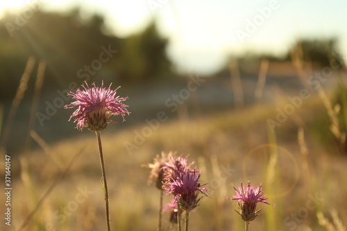 three or more meadow lilac purple flowers on a meadow in the grass in the evening in the rays of the setting sun summer natural landscape