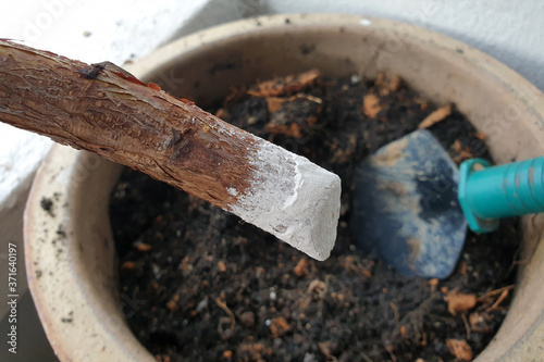 Plant propagation with rooting powder. Plant with bare roots. Home plant in pot with garden accessories.